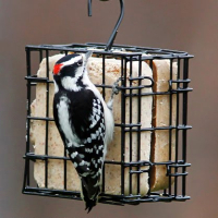 Suet & Seed Cake Bird Feeders